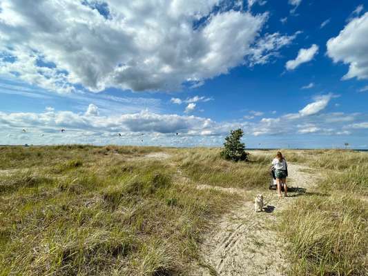 Hundeauslaufgebiet-Laboe-Bild