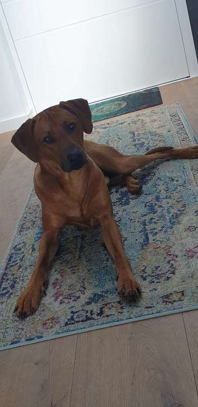 Rhodesian Ridgeback-Beitrag-Bild