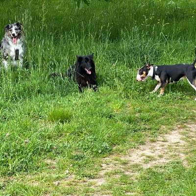 Hundetreffen-Camp King Pups-Bild