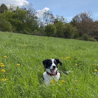 Hundetreffen-Sozialkontakte finden ☺️-Bild