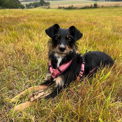 Hundetreffen-Spiel - und Gassirunde-Bild