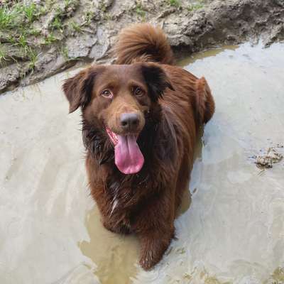 Hundetreffen-Wasserratten Treff-Bild