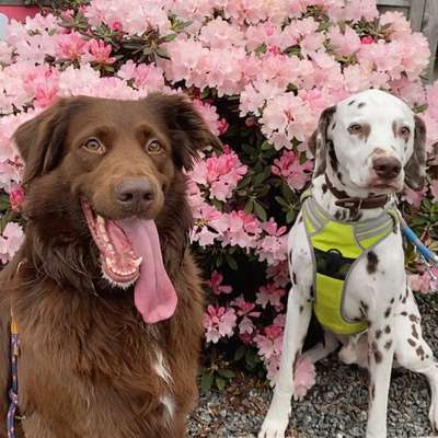 Hundetreffen-Hundekontakte mit Training-Bild