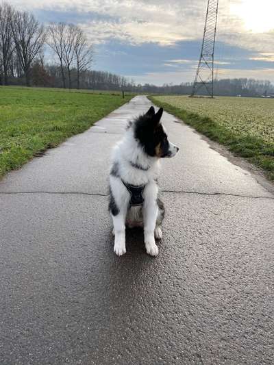 Hundetreffen-Spielen & Spazieren gehen für Jung(-gebliebene) Hunde-Bild
