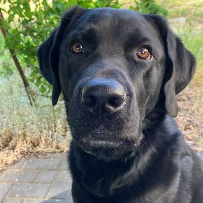 Hundetreffen-Treffen auf die Hundewiese-Bild