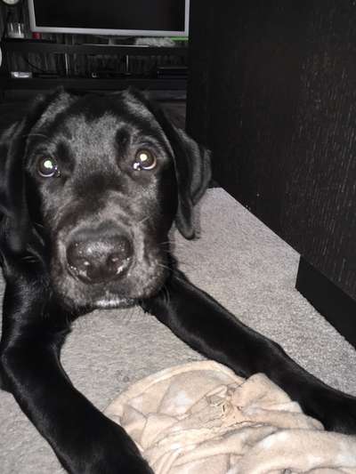 Welpen Bilder !-Beitrag-Bild