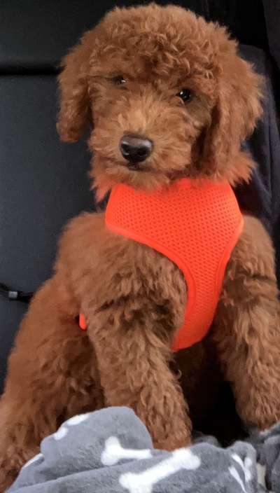 Hundetreffen-Welpentreff /Gassirunde-Bild