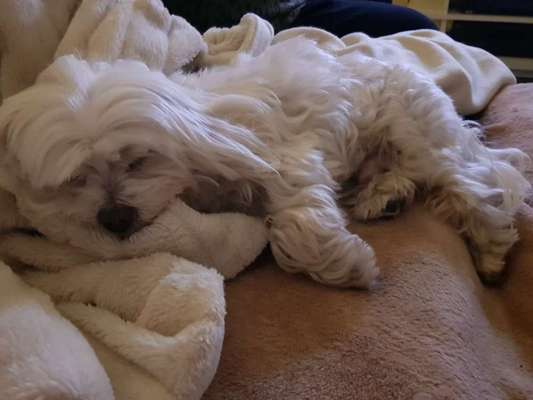 Wie heißt dein Hund?-Beitrag-Bild