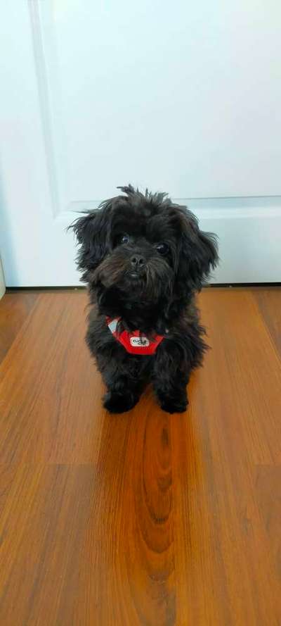 bolonka zwetna 😁-Beitrag-Bild