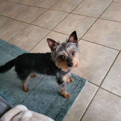 Hundetreffen-Spiel Treffen in Bad Oeynhausen-Bild