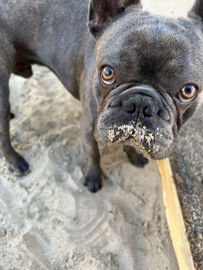 Französische Bulldoggen-Beitrag-Bild