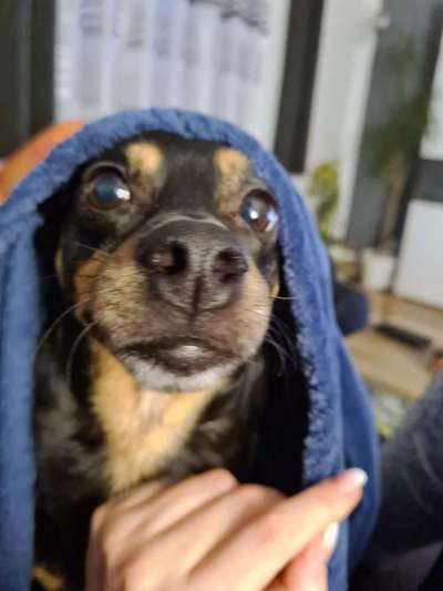 Club der Rumänen (Alle Hunde aus dem rumänischen Tierschutz, wo seid Ihr?)-Beitrag-Bild