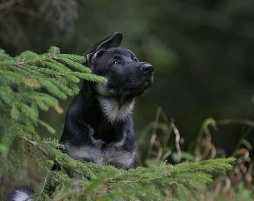Schäferhund-Fans?-Beitrag-Bild