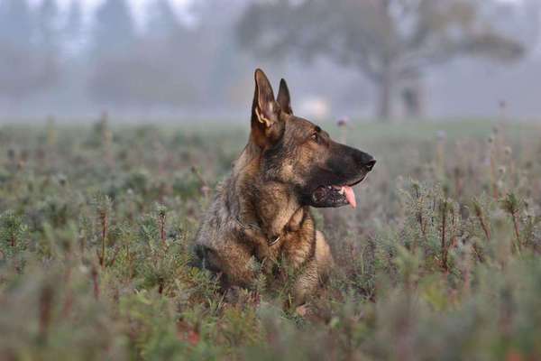 Fotowettbewerb Natur-Beitrag-Bild