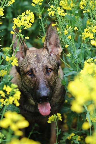 5. Hund im hohen Gras-Beitrag-Bild