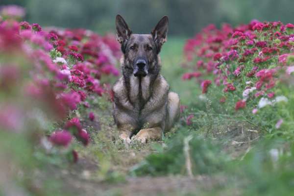 Schäferhund-Fans?-Beitrag-Bild