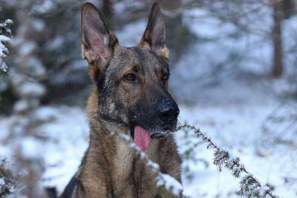 Tongue Out Tuesday-Beitrag-Bild