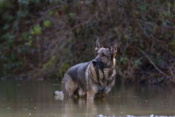 Dogorama Photo Challenge - Pfützen & Spiegelungen-Beitrag-Bild