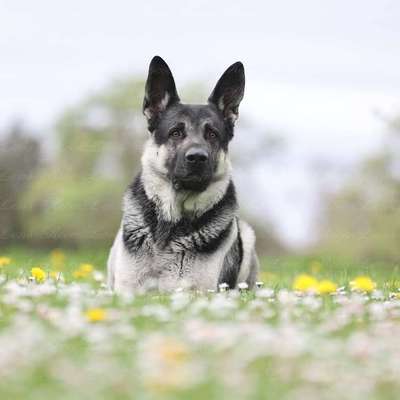Hundetreffen-Spielrunde,gemeinsames Laufen oder Sozial Walk-Bild