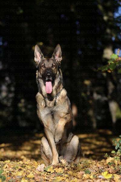 Schäferhund-Fans?-Beitrag-Bild