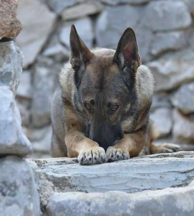 Dogorama Photo Challenge - Steine/Felsen-Beitrag-Bild