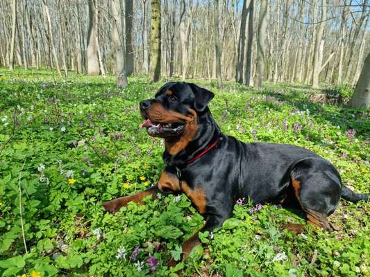 Hundetreffen-Adäquater Hundefreund/in für Spaziergänge und Training gesucht-Bild