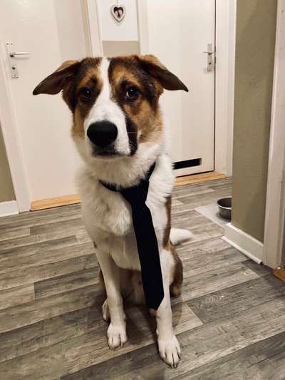 Mischlingshunde Foto Aufruf-Beitrag-Bild