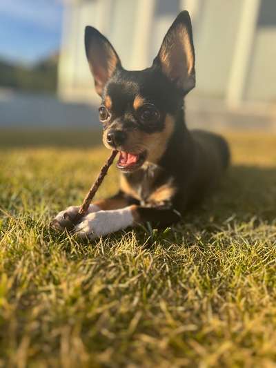 Hundetreffen-Spielrunde kleine Hunde unter 5kg-Bild