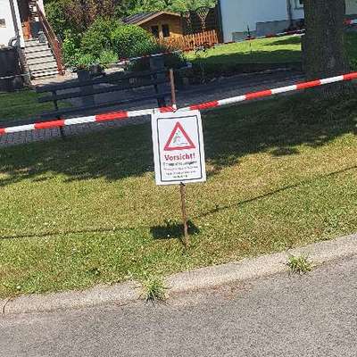 Giftköder-Eichenprozessionsspinner-Bild