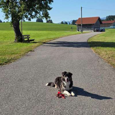 Hundetreffen-Wandergruppe im Allgäu-Bild