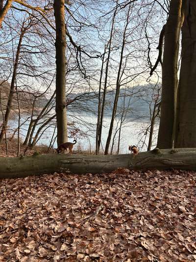 Hundetreffen-Wir suchen Gassifreunde-Bild