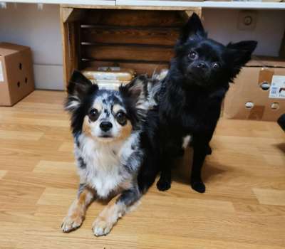 Hundetreffen-Kleine Hunde bis 5 kg am Waldstadion in Waltrop-natürlich coronakonform :-)-Bild