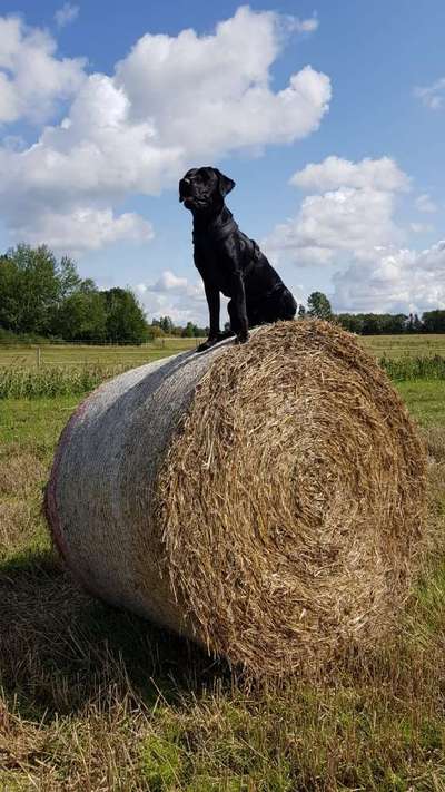 Die Dogorama Kalender Challenge Titelbild-Beitrag-Bild