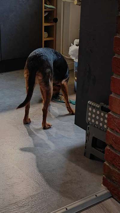 Griechische Bracke-Beitrag-Bild