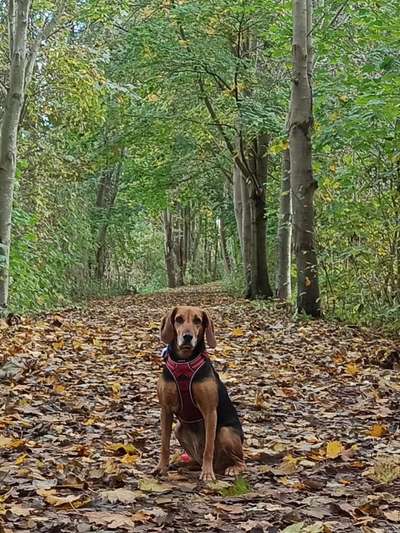 Hunde aus Griechenland-Beitrag-Bild