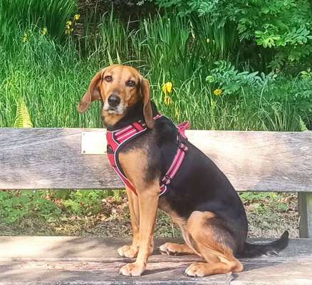 Hunde aus Griechenland-Beitrag-Bild