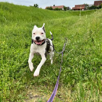 Hundetreffen-Treffen in Hundezone-Bild