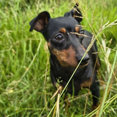 Hundetreffen-Maddy sucht Freunde-Bild