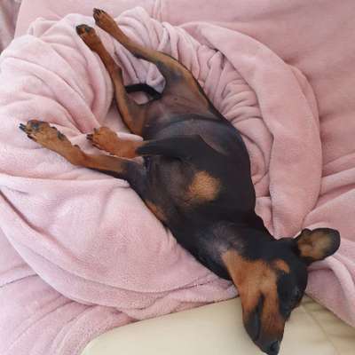 Hundetreffen-Maddy sucht Freunde