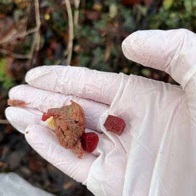 Giftköder-Vermutlich Rattengift-Bild