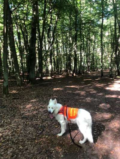 Hundetreffen-Rollstuhl & Hund Treffen-Bild