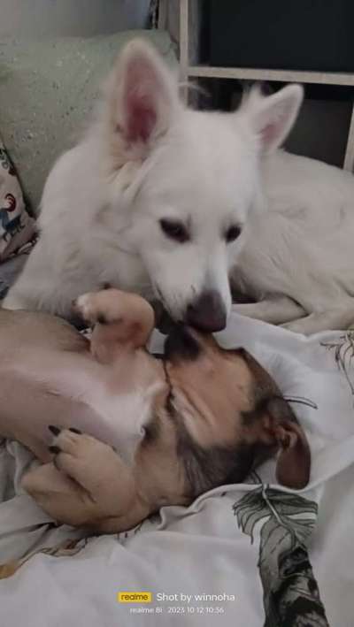 Warum liebst du deinen Hund?-Beitrag-Bild