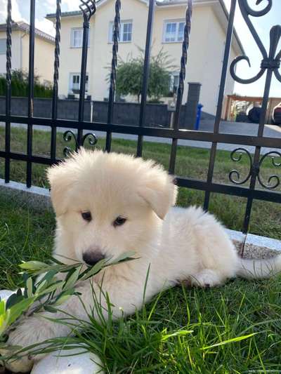 Assistenzhund-Beitrag-Bild