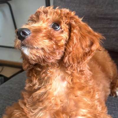 Hundetreffen-Puppy Training partner-Bild