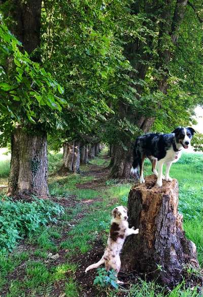 Hundetreffen-Gassirunde in der Umgebung von Lauterbach (86647)-Bild