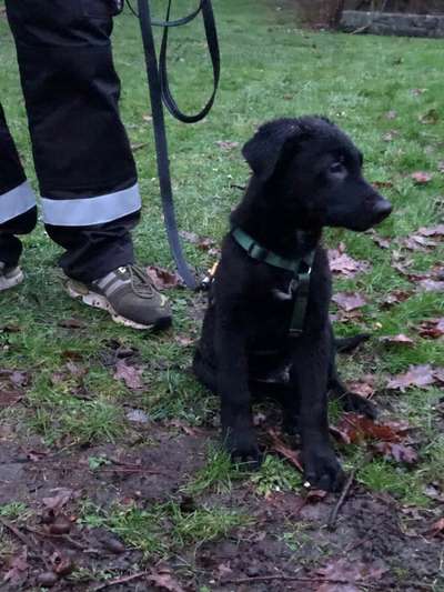 Mischlinge raten - Rätselspaß-Beitrag-Bild