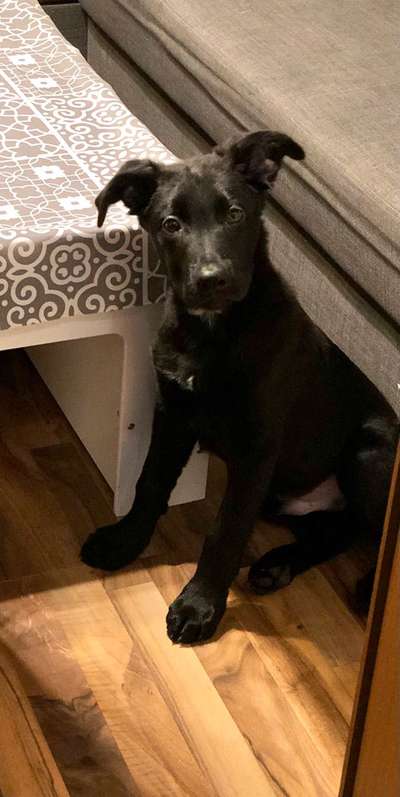 Mischlinge raten - Rätselspaß-Beitrag-Bild