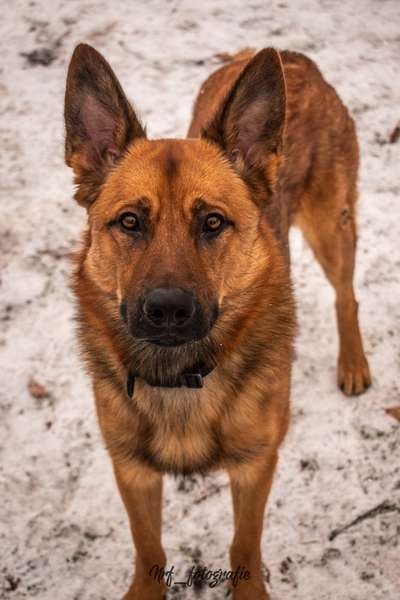TierschutzhundeStammtisch🐕-Beitrag-Bild