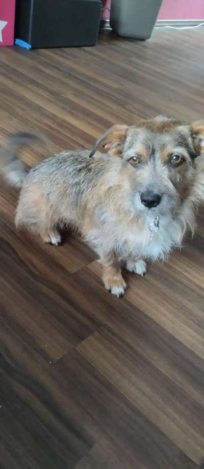 TierschutzhundeStammtisch🐕-Beitrag-Bild