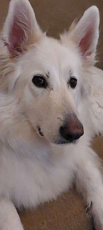 Schäferhund-Fans?-Beitrag-Bild